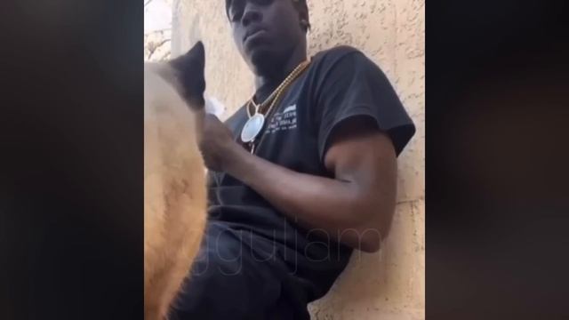 Funniest Cats ? - Silliest Creature On Earth ? - Funny Cats Videos 2023