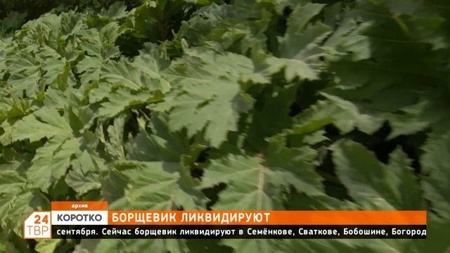 Борщевик ликвидируют смотреть онлайн