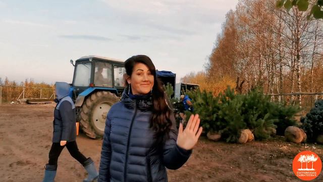 Выкопка крупномеров в "Питомнике Савватеевых" (осень 2020) смотреть онлайн