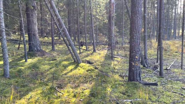 Грибной сезон 2021! Белые в октябре, во мху! смотреть онлайн