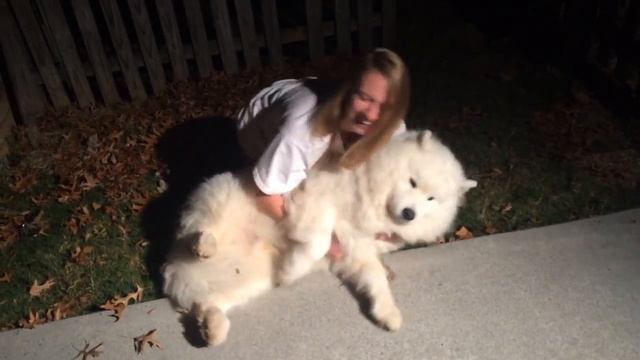 Stubborn Samoyed-Trying to get Cody in from the cold at bedtime. смотреть онлайн