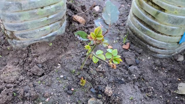 РОЗЫ?. РАК?. КАЛЛЮС?… ЧЕРЕНКИ РОЗ?… смотреть онлайн