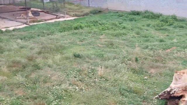 Летний вечер в парке львов " Прайд". Абхазия.Видео на сон грядущий. Июль 2022 смотреть онлайн
