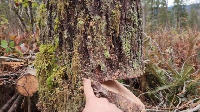 Logging & Skidding Timber In Western Washington смотреть онлайн