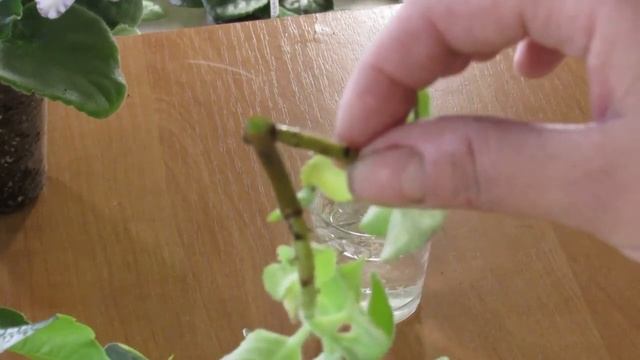 Укоренение  в воде Что провоцирует загнивание  черенков