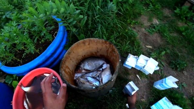 Сейчас рыбу вялю только так.Рыба Сухого посола,немного долго,зато вкусно. смотреть онлайн