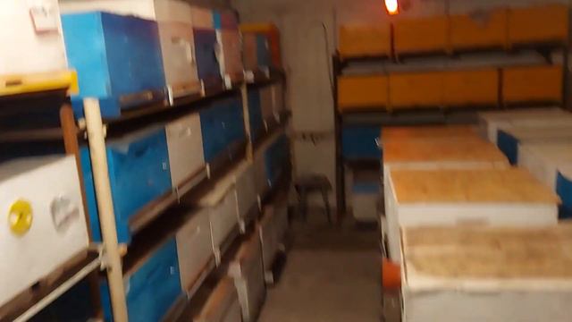 пчелы в зимовнике. 30 октября 2021/сибирский пчелоблог смотреть онлайн