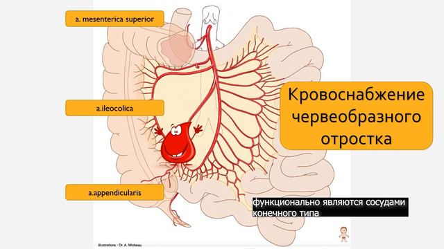 Кровоснабжение червеобразного отростка смотреть онлайн