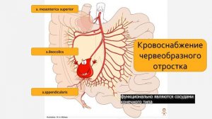 Кровоснабжение червеобразного отростка