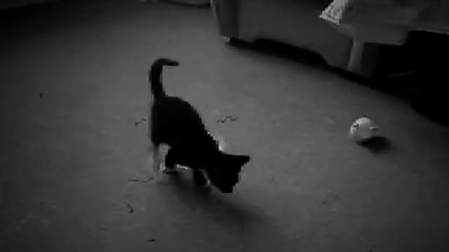 Cat games - part 1 смотреть онлайн