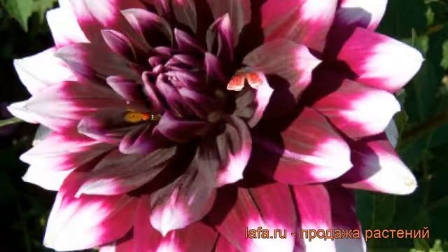 Георгина декоративная Мистери Дей ? обзор: как сажать, рассада георгины Мистери Дей смотреть онлайн