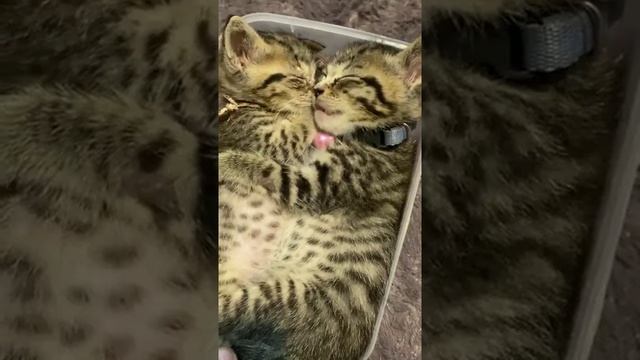 Милота смотреть онлайн