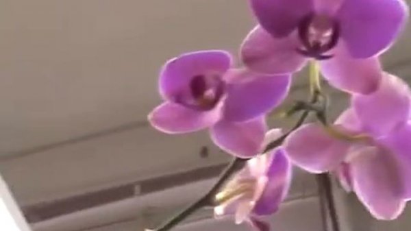 Субстрат для орхидей Сад Чудес avi