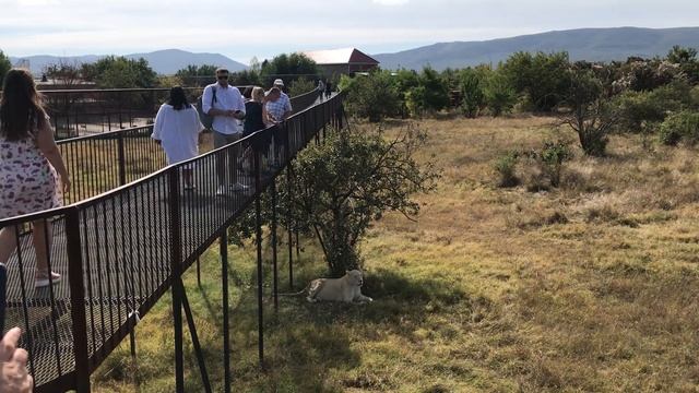Ее величество не соизволило откушать) Тайган White lioness. Taigan смотреть онлайн