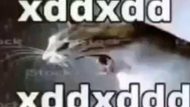 xdxdxdxdxdx кот кричит мем смотреть онлайн