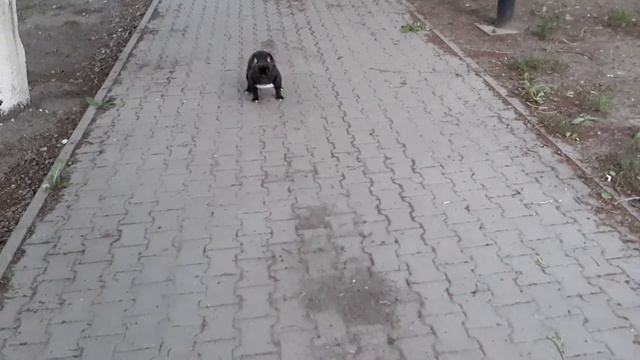 Воспитание собаки. Команда место. Часть 1. смотреть онлайн