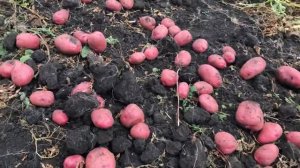 Картофель сорт Торнадо из Свердловской области