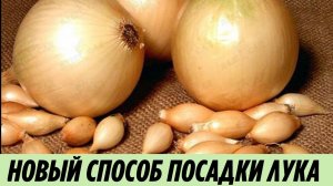 Лук Севок теперь в прошлом Новейший способ посадки лука, чтобы получить Крупные луковицы