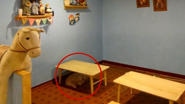 ТЕСТ НА ХИЩНИКА — НАЙДИ КОТА! Найди кота на фото | БУДЬ В КУРСЕ TV смотреть онлайн