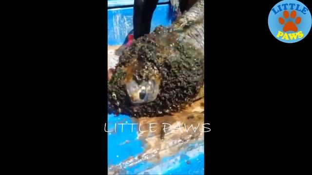 Rescue Sea Turtles, Removing Barnacles from Poor Sea Turtles Compilation смотреть онлайн