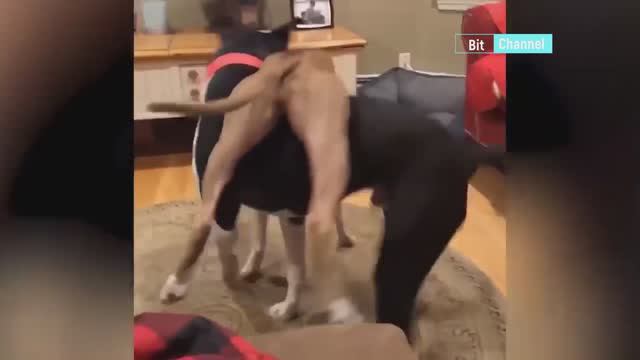 Приколы с собаками. Смешные собаки. Эпичные животные. Веселая подборка 2023 смотреть онлайн