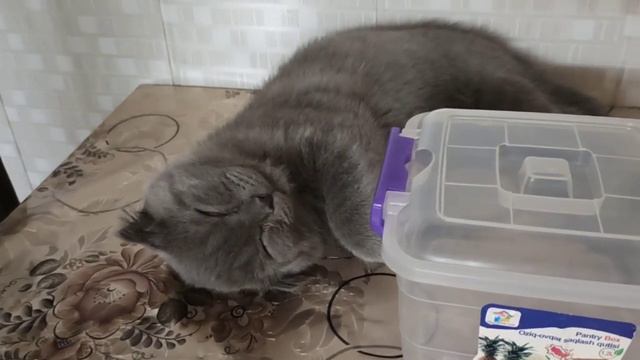 Ватсон сладко спит на кухонном столе💕 смотреть онлайн