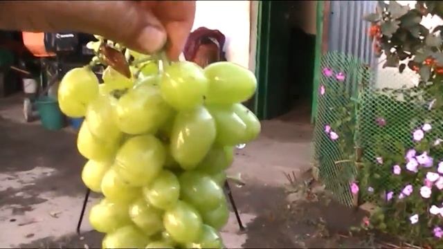 Консервация белого винограда с сахаром . смотреть онлайн