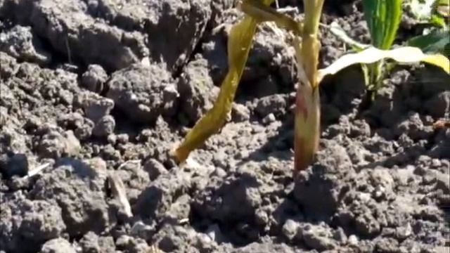 Кукуруза природный отбор смотреть онлайн