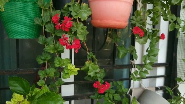 Ivy geranium / Pelargonium peltatum blooms in my garden??? смотреть онлайн