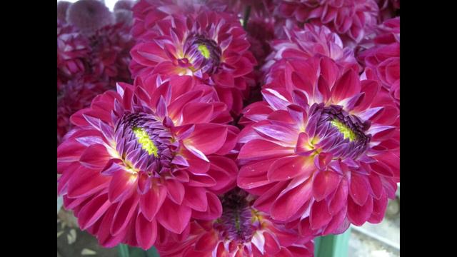 Dahlien_von_Heike_Pander_2013 смотреть онлайн