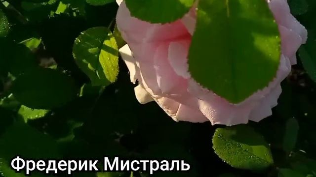Розы:Фредерик Мистраль,Хич Мейджик. смотреть онлайн
