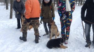 Дрессировка собак команда фас. Обучение командам Фас и Чужой. Лабрадор ретривер Оскар