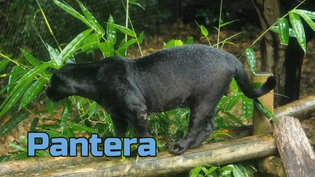 100 ANIMALES PARA NIÑOS. Aprende Los Nombres De Los Animales Y Sus Sonidos🦁🐯🐨