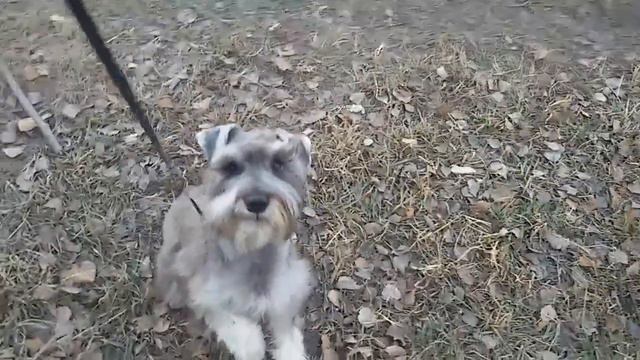 Стриженый Цвергшнауцер смотреть онлайн