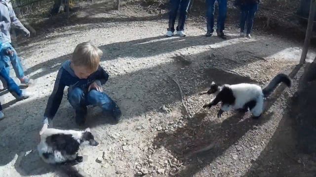Наши выходные. Парк с обезьянами и лемурами. смотреть онлайн