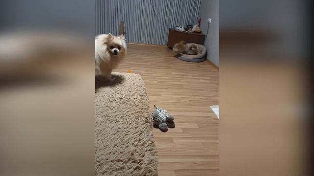 🐾 Щенки Шпица 2 Месяца 🐾 Смешные моменты смотреть онлайн