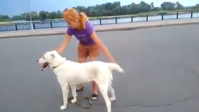 Алабай Аладжалы Равшан первый выход в город и первое занятие смотреть онлайн