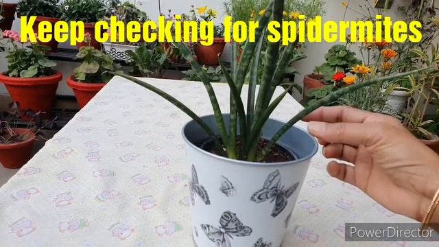 Sansevieria Fernwood Mikado Care//Potting Soil//Repotting