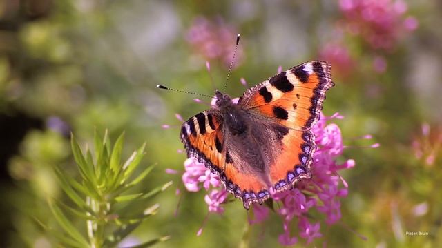Small tortoiseshells (Aglais urticae) on Caucasian crosswort (Phuopsis stylosa) смотреть онлайн