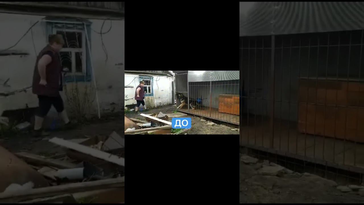 Реакция на других животных смотреть онлайн