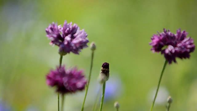 Purple Flower Video Background - No Copyright смотреть онлайн