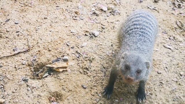 зоопарк в Тбилиси смотреть онлайн