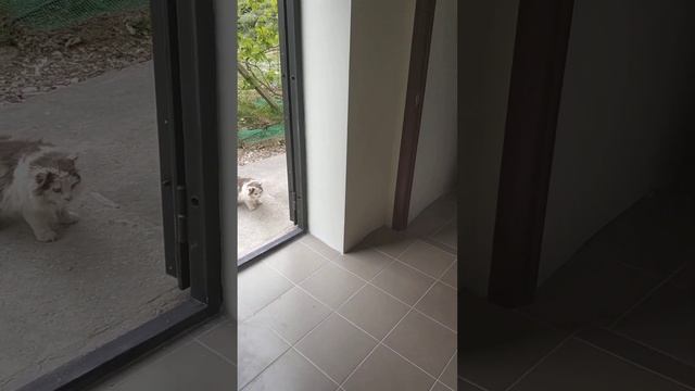 Повесили зеркало в прихожей. Соседский кот, который раньше заглядывал, теперь сам себя боится смотреть онлайн