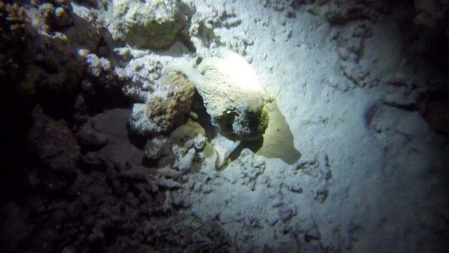 Night Dive Octopus Red Sea  Full HD 1080  Осьминог