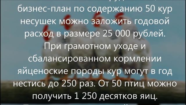 Как заработать на курах несушках 100 000 рублей? Бизнес план смотреть онлайн