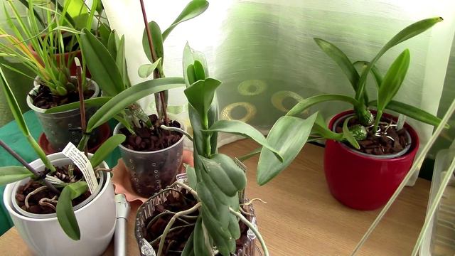 Battle with spider mites continues + thoughts on Listerine with orchids смотреть онлайн