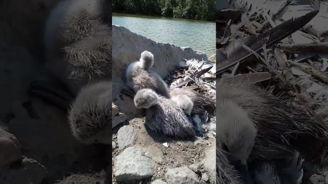 Птенец лебедя шипуна. смотреть онлайн