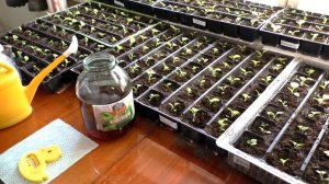 Первая прикормка после пикировки , рассады Табака.