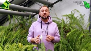 СЕМЕНА НАКЛЮНУЛИСЬ, а кончики... ЧЕРНЫЕ! Что это значит и как с этим быть.