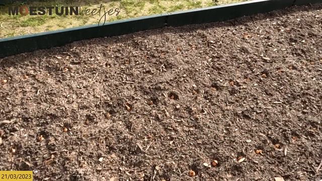 TM23#12 : Overzichtje van mijn nieuwe moestuin 2de helft maart смотреть онлайн